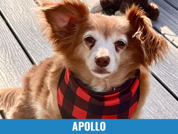 Apollo