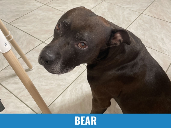 Bear