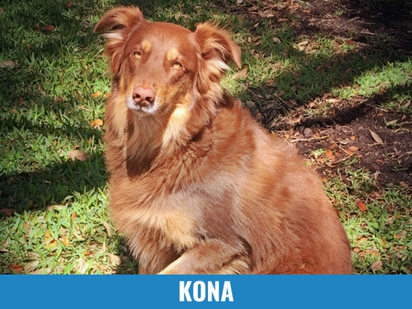 Kona