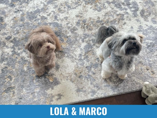 Lula &amp; Marco