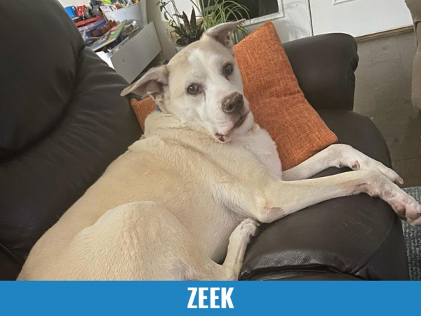 Zeek