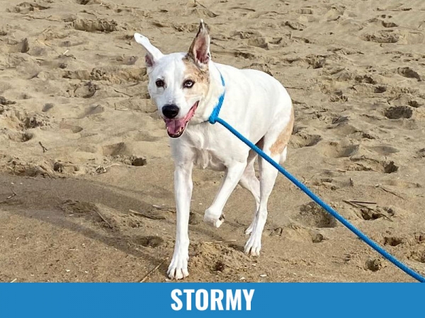 Stormy