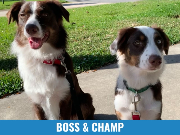 Boss &amp; Champ