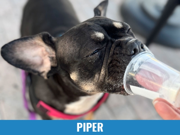 Piper
