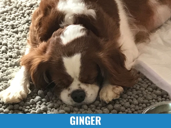 Ginger
