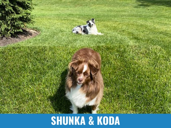 Shunka &amp; Koda